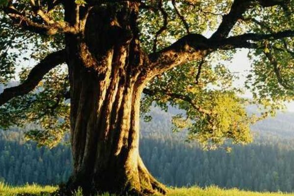 根深叶茂歇后语