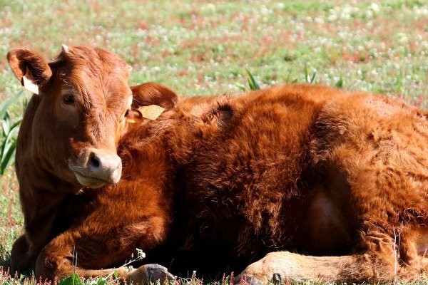 年老色衰打一个生肖