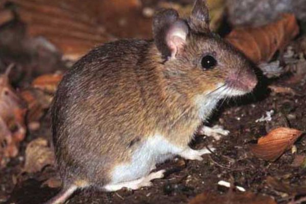 闭门造车打一生肖