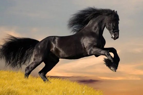 宛然如生是什么生肖动物