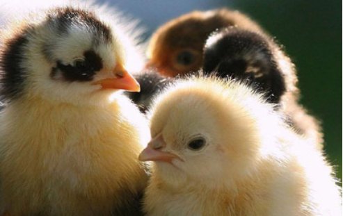 小鸡在刚出生就会走路和吃东西，是什么原因?