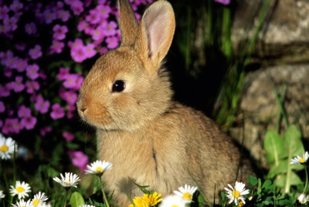 一衣带水是什么生肖