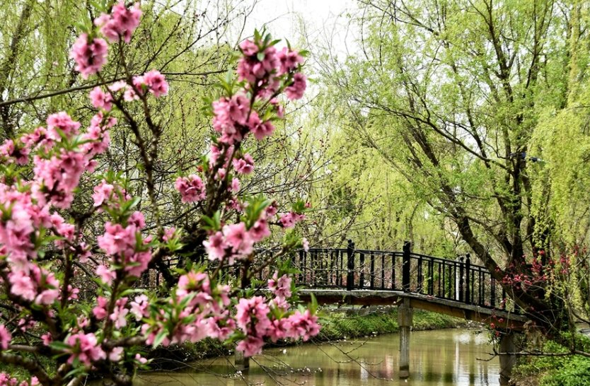 三月桃花雪的优美词句是什么