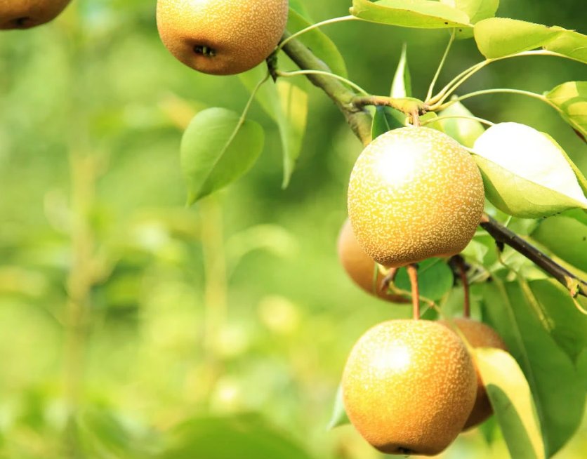 庭前八月梨枣熟全诗