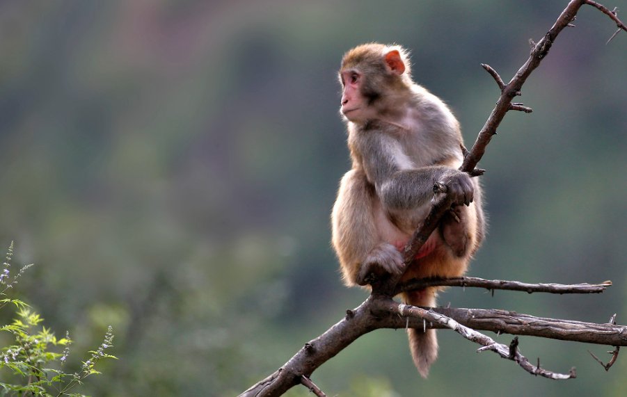 无忧无虑其乐融融是什么生肖