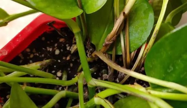 花盆里有小飞虫怎么去除小妙招