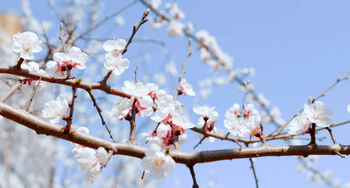 三月桃花雪的优美词句是什么
