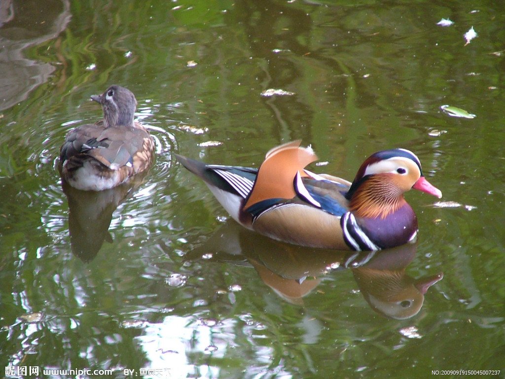 鸳鸯是很漂亮的鸟，但是他们之中也有颜色灰暗的，那么他们谁是雄谁是雌啊？