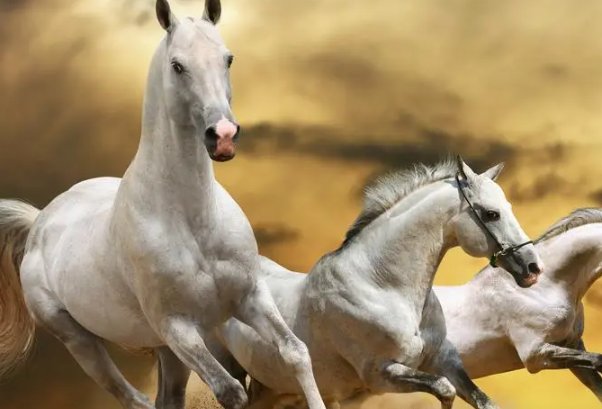 倚马千言准确打一生肖