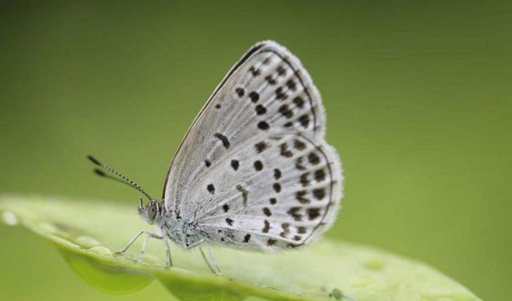下雨时，蝴蝶在哪避雨？