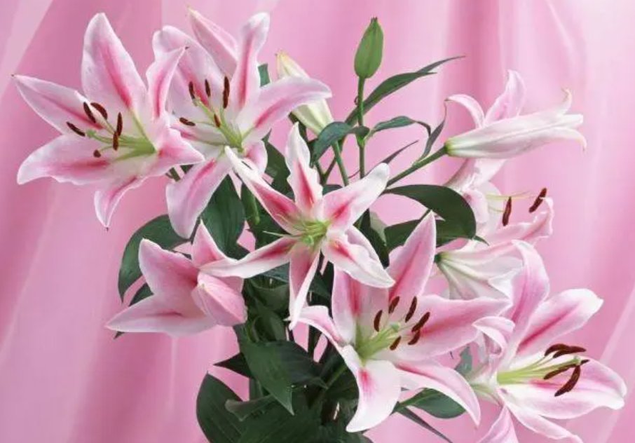 写得比较细的开车百合