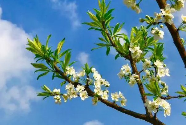 阳春三月的意思