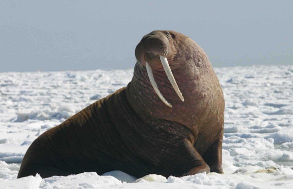 海洋中的海牛与哪个动物是近亲