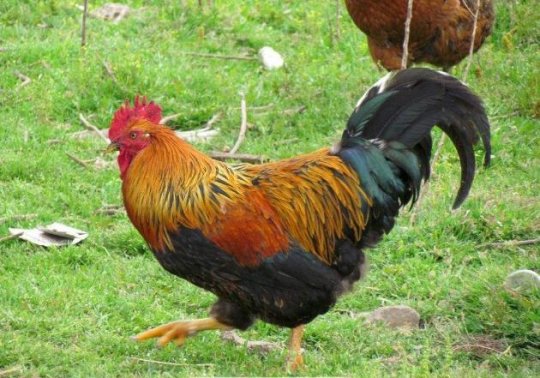 愤发有为打一动物生肖