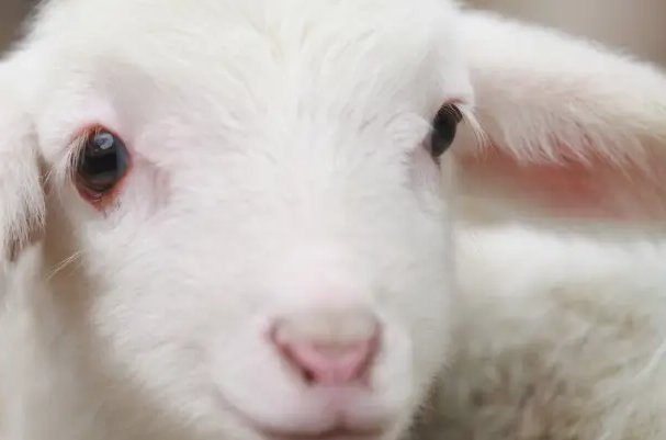 风暖日丽打一准确生肖