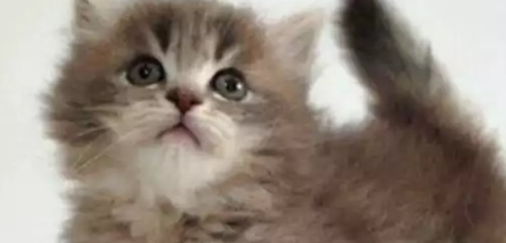 猫咪最新地域网名和名字有什么?