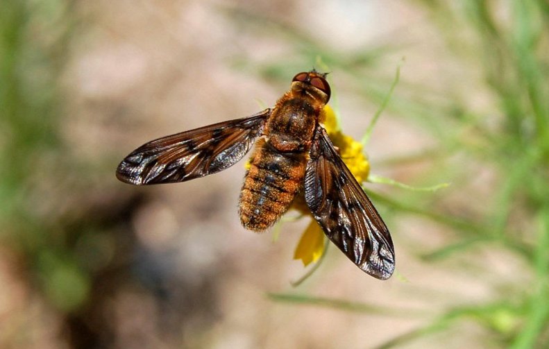 马蝇是什么虫？