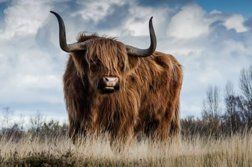 粉饰场面形容什么动物