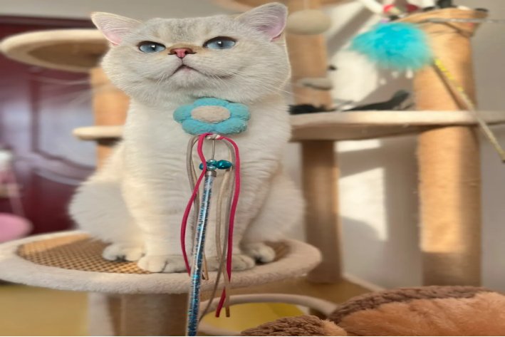 啾咪是什么意思?