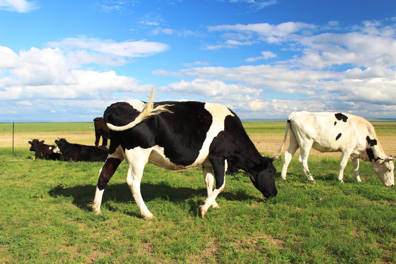 熟门熟路打一生肖