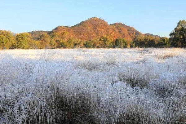 下周江苏可能会出现霜冻,霜冻的危害有哪些?