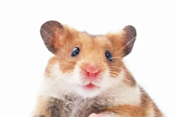 杯中之物打一生肖动物