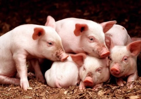 世界最奇怪的七次战争