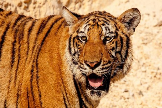 时断时续是什么动物生肖