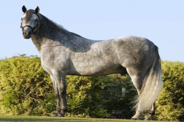 筋疲力尽,打一生肖