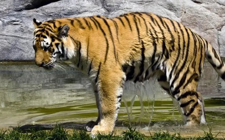 白费心机打一动物生肖