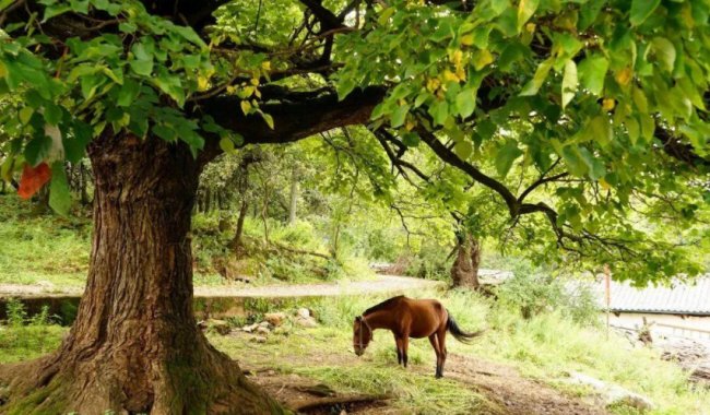 爷爷七十大寿，大家祝爷爷（ ）爷爷却叹道（ ）我赶紧把爷爷的话打住（ ）爷爷，您的身子比年轻人还壮实。