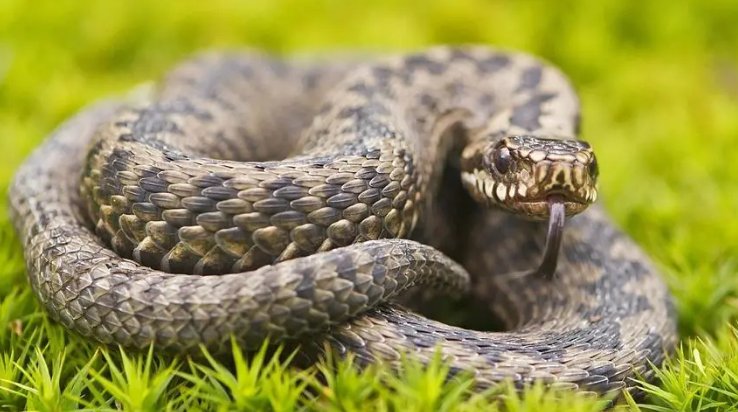 四川地震出来大蛇是真的吗？