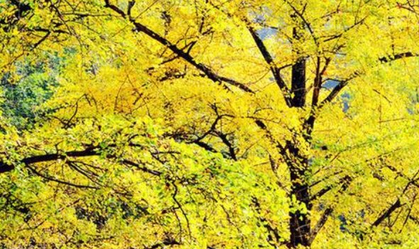 你喜欢银杏吗的下一句