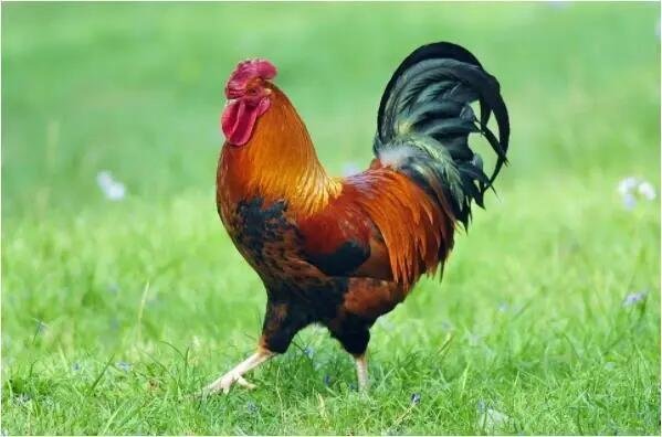 巧取三五和九数打准确生肖