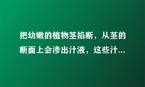 把幼嫩的植物茎掐断，从茎的断面上会渗出汁液，这些汁液是从哪里来的