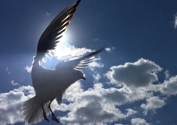 随心所欲是什么意思