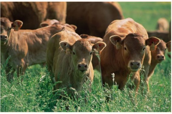 芬芳人间比喻什么生肖