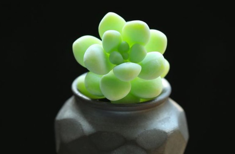 配多肉的文案短句