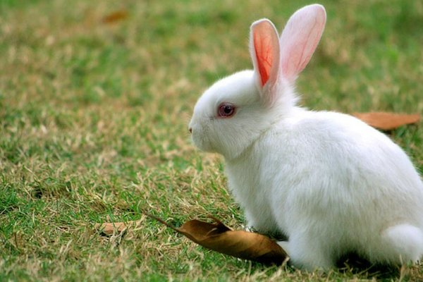 十大最漂亮的兔子品种