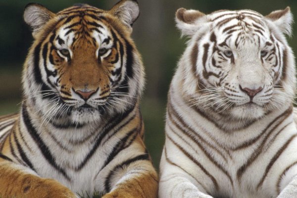 杨虎围匡打一生肖?