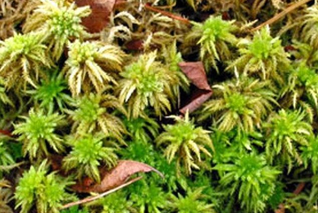 什么是泥炭藓？