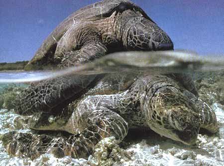 海龟垂钓的出处和几率