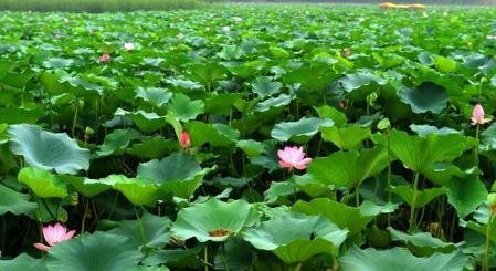 请你说说荷花在中国传统文化中有哪些象征意义