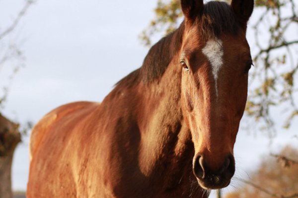 百卉含英打一动物生肖