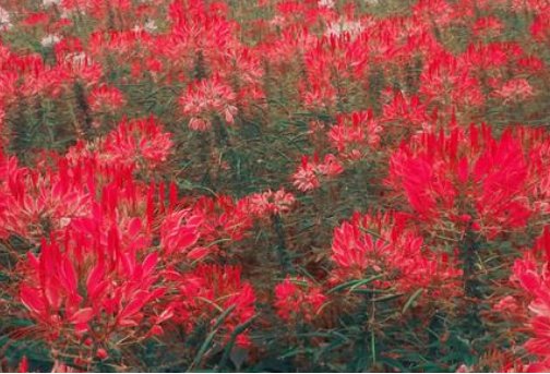 什么不是春,什么春满园这句话的完整句是什么？