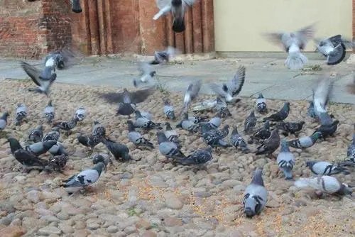 广东一女子刷视频被鸽子群围啄屏幕，动物们会认为屏幕里面的东西是真的吗?