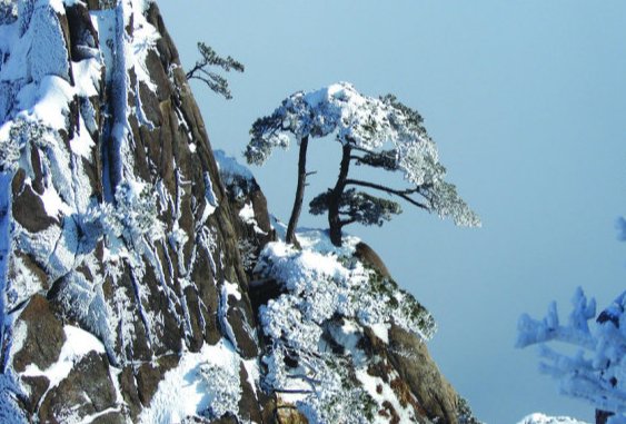 大雪压青松的上一句是什么？