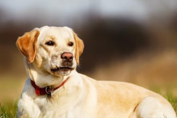 巧夺天工解什么生肖