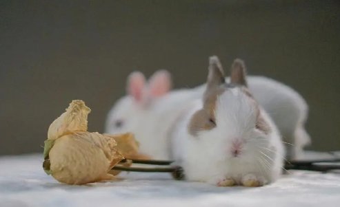 惊不择路是指什么生肖和动物