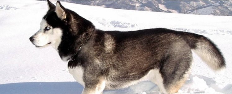 狼为什么不咬哈士奇